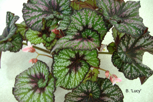 B. ‘Lucy’